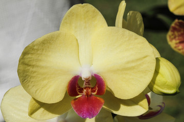Fototapeta na wymiar kwiat orchidei