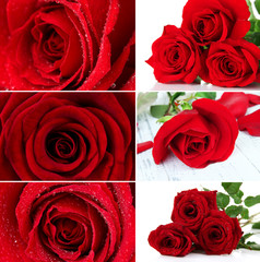 Beautiful roses collage, close up