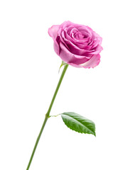 Pink rose isolated on white