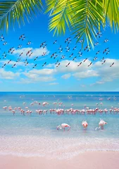 Photo sur Plexiglas Flamant rivage rose avec des flamants roses