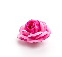 Pink rose isolated on white background