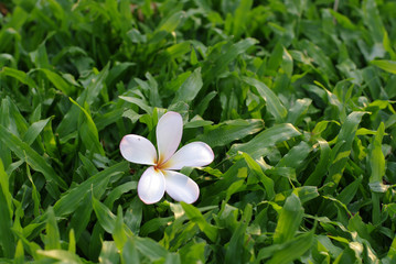 pink flower on grass background