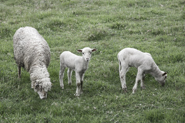 sheeps family