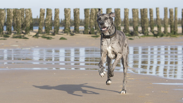 Deutsche Dogge, outdoor, Strand