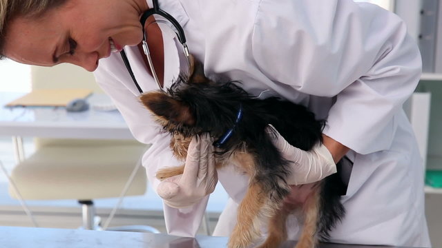 Vet checking a yorkshire terrier with its owner