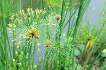 Fototapeta premium macro nature background shot of papyrus plant detail
