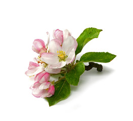 Apfelbaumblüten