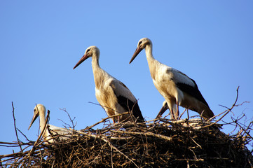 White storks (ciconia ciconia) famly. In the nest close-up.