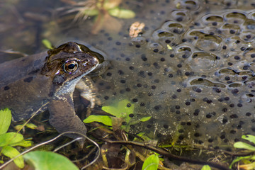 Frog Spawn