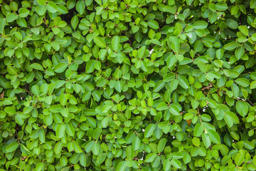 Green leaves
