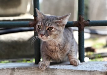 Kitten