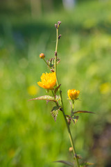 yellow flowers