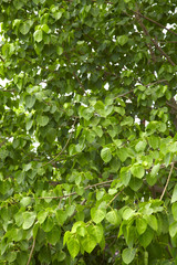 medium tree in asia from thailand