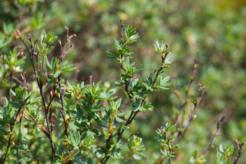 bush leaves