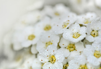 gouttelettes sur fleurs blanche