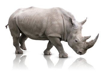 Rhino isolated - obrazy, fototapety, plakaty