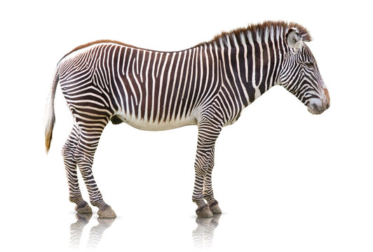 Zebra isolated