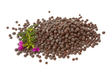Black mustard seeds