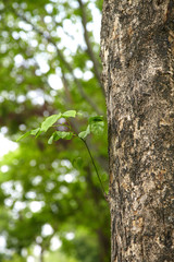 Fototapeta premium zielony liść na wielkim drzewie w parku