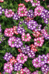 verveine ou verbena