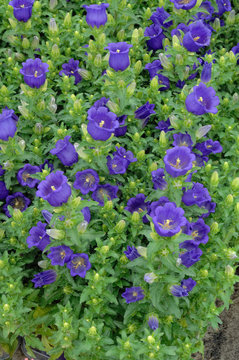 campanule