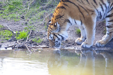 Fototapeta na wymiar Tygrys amurski (Panthera tigris altaica) wody pitnej