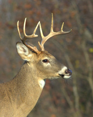 White-tailed Deer