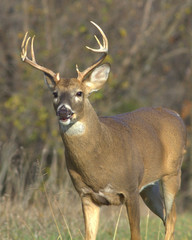 White-tailed Deer