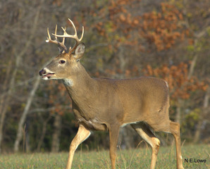 White-tailed Deer