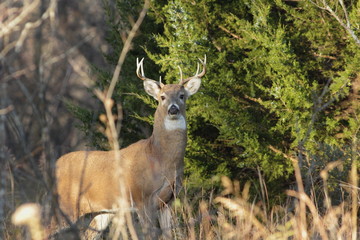Fototapeta premium White-tailed Deer