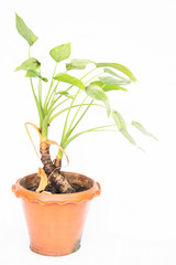 house plant