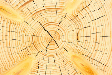 Obraz premium cracks on the cut tree macro