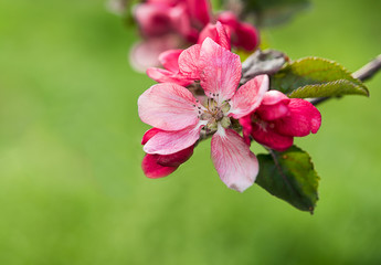 Fototapeta premium Spring flowering branches