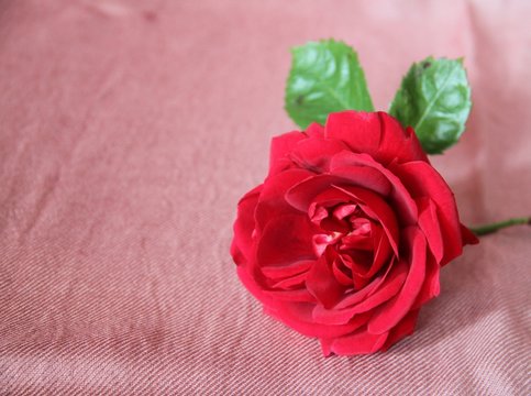 Rosenblüte auf Stoff