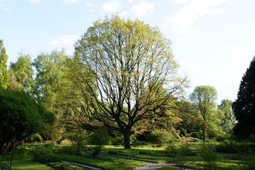 Obraz premium big oak tree in a park at spring