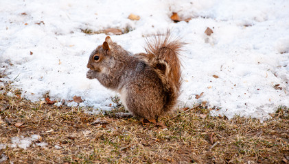 cute squirrel in a winter scene