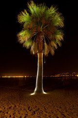 Fototapeta premium Strahlende Palme