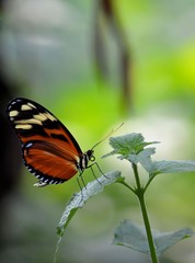 Tiger-Passionsfalter (Heliconius ismenius)