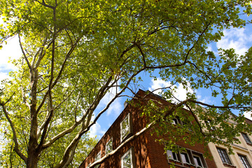 Branches of a tree in sunlight against a building