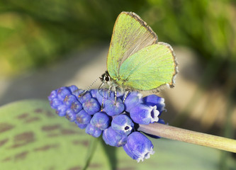 Бабочка Малинница (Callophrys rubi)