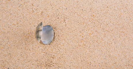 Clam shell on a sandy beach