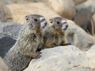 Two Juvenile Yellow-bellied Marmots