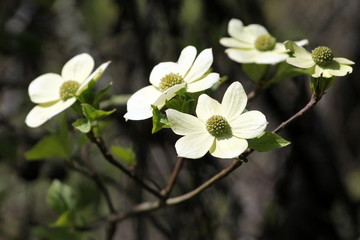 Pacific Dogwood in Bloom