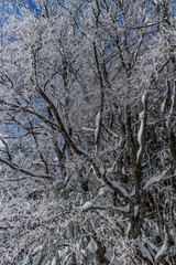 For&ecirc;t sous la neige