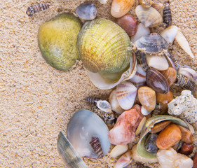A group of different clams and sea shells on a beach sand