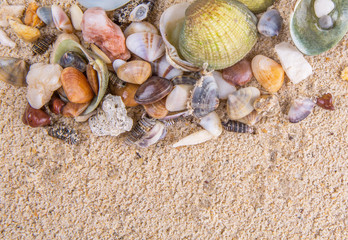 A group of different clams and sea shells on a beach sand