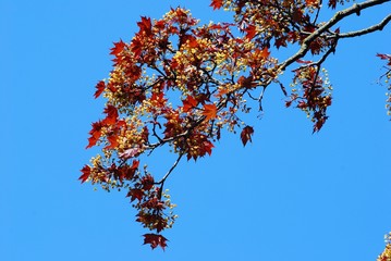 Beautiful Colorful spring maple leaves