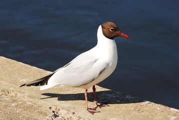 Tern in the Vilnius city. Board of Neris river.