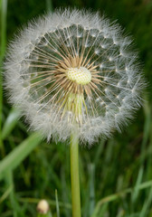 dandelion clock, (flashed macro stopped down)