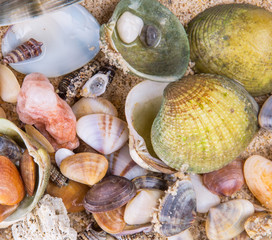 A group of different clams and sea shells on a beach sand